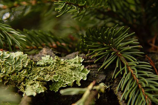Close up of moss and spruce branch