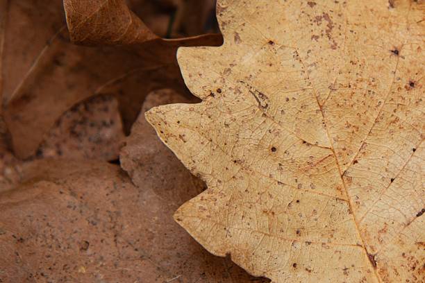 Close up of a wilted oak leaf
