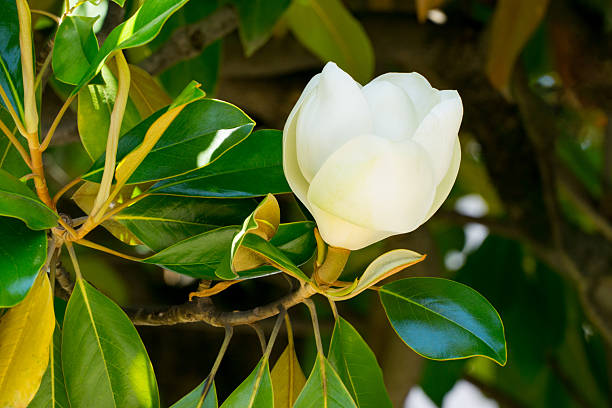 Beautiful white magnolia isolated on white.