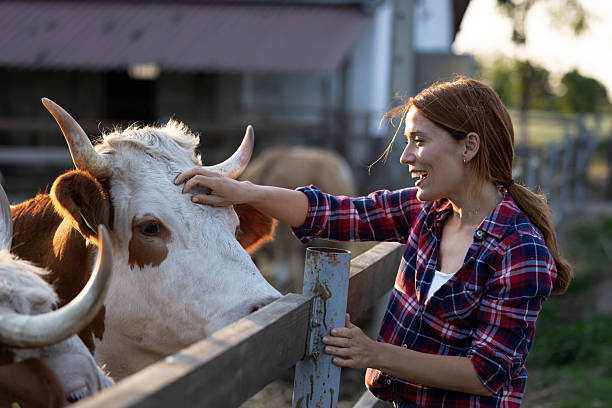 istock Young woman happily petting cow 2235554189