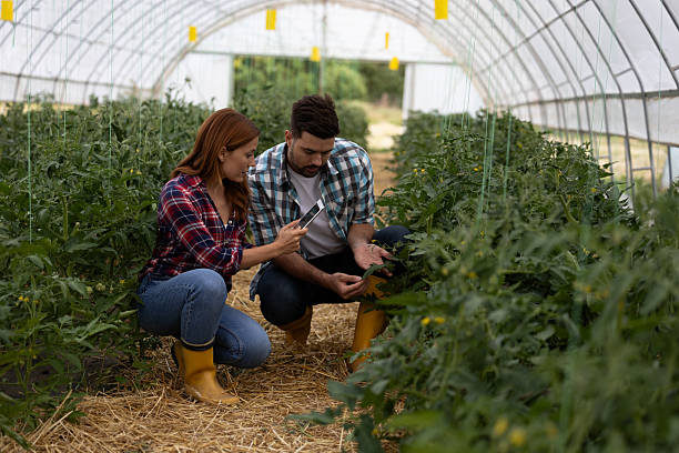 istock Man and wooman working in greenhouse analysing plants 2235554431