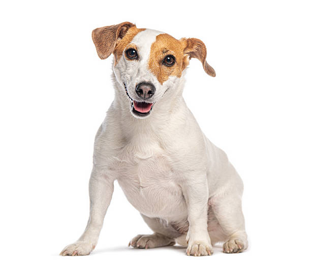 istock Jack russell terrier sitting and looking at camera, panting and smiling 2235556463