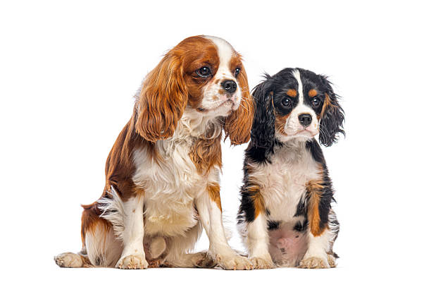istock Two cavalier king charles spaniels sitting and looking away 2235556986