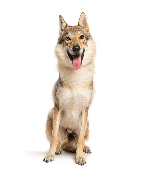 istock Czechoslovakian wolfdog sitting and panting on white background 2235557009
