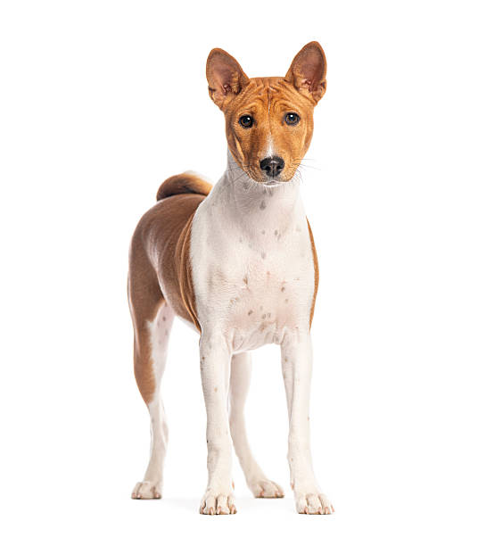 istock Basenji dog standing and looking at camera on white background 2235557055