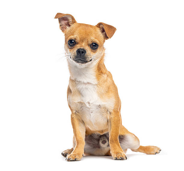 istock Adorable chihuahua sitting and looking at camera on white background 2235557109