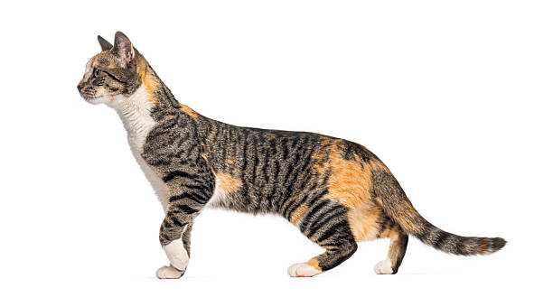 Side view of a curious cat walking and looking away, isolated on white