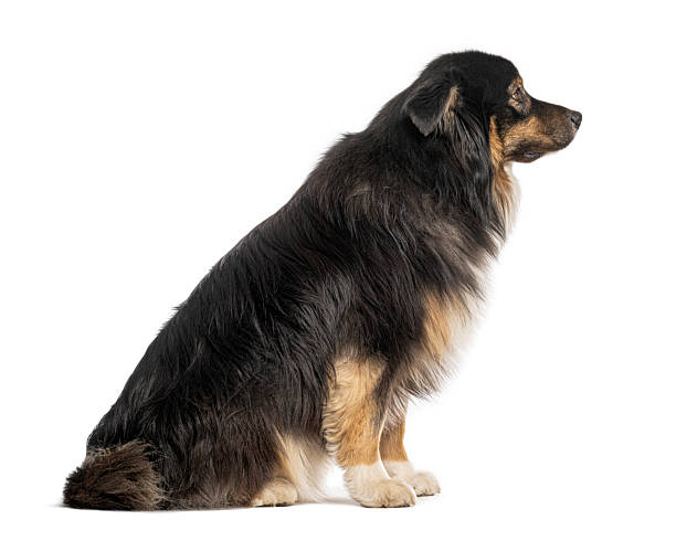 istock Australian shepherd dog sitting and looking away on white background 2235557212