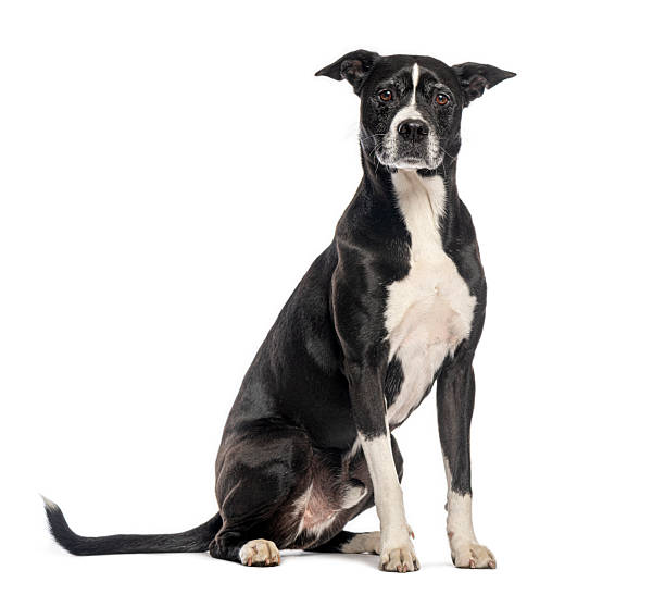 istock Black and white mixed breed dog sitting and looking at camera 2235557284