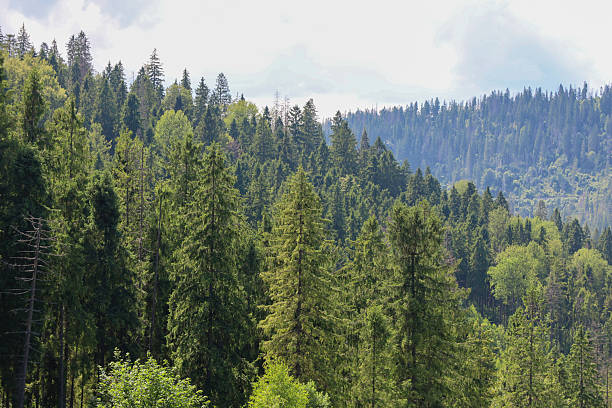 istock Endless mountain slopes covered with a dense coniferous forest stretch to the horizon under a cloudy sky. In the foreground, tall spruces and other trees are visible, creating a panoramic view. 2235557303