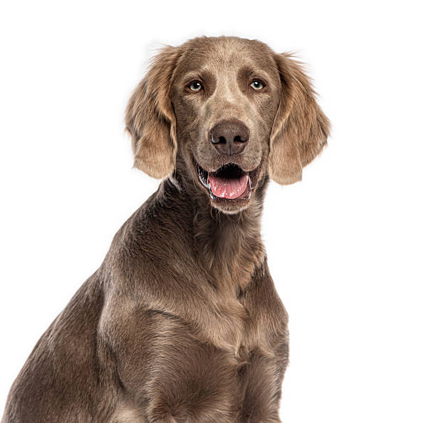 istock Weimaraner dog sitting and panting on white background 2235557313