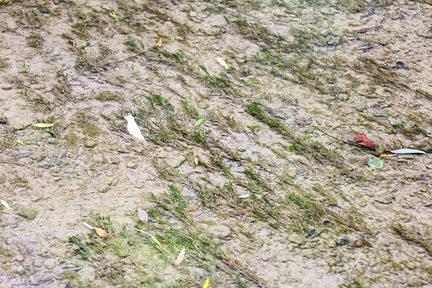 istock ​A murky stream of water flows over stones and the bottom, creating a chaotic pattern of algae. Fallen leaves are visible on the surface, giving the image an autumnal atmosphere. 2235557349