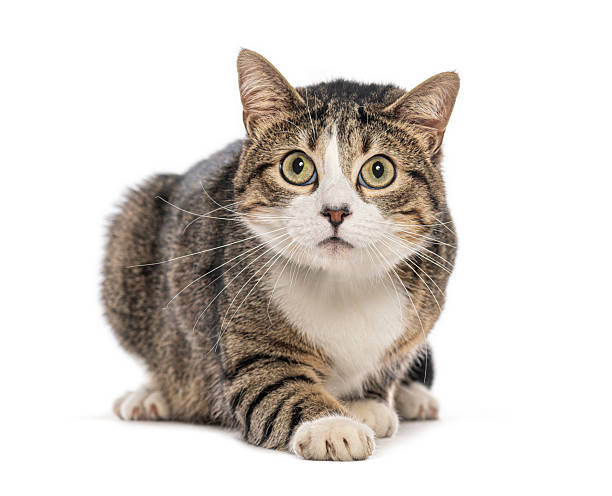 istock European shorthair cat crouching and looking up with curiosity 2235557406