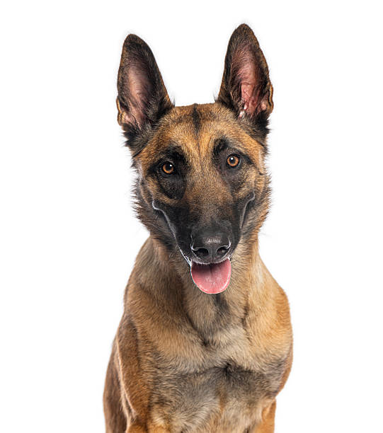 istock Belgian shepherd dog looking at camera with tongue out 2235557426