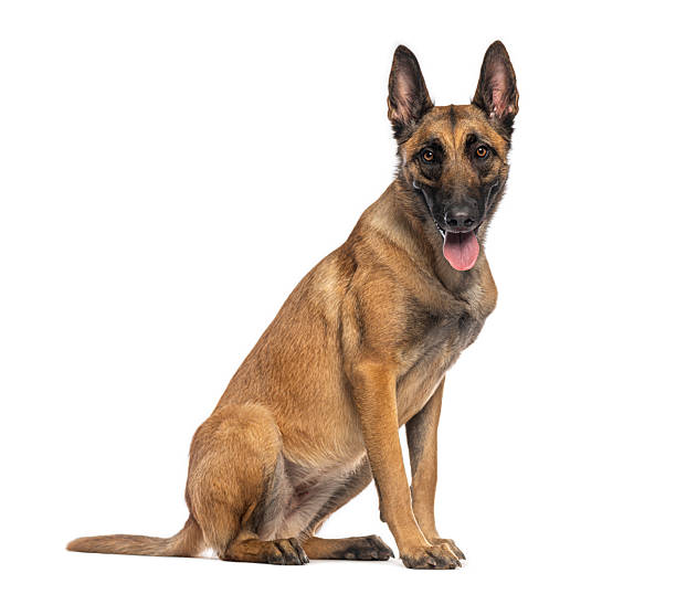 istock Belgian shepherd dog sitting and panting on white background 2235557439