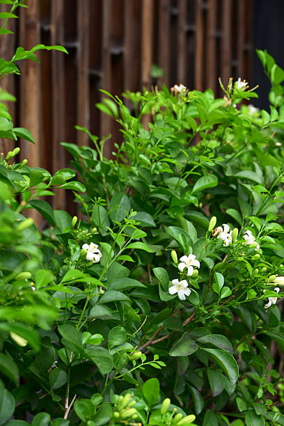istock Dense Murraya Paniculata Bush with White Five-Petaled Flowers and Glossy Green Leaves 2235557448