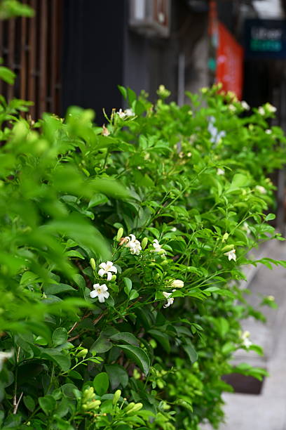 Dense Murraya Paniculata Hedge with White Five-Petaled Blooms Along Urban Sidewalk