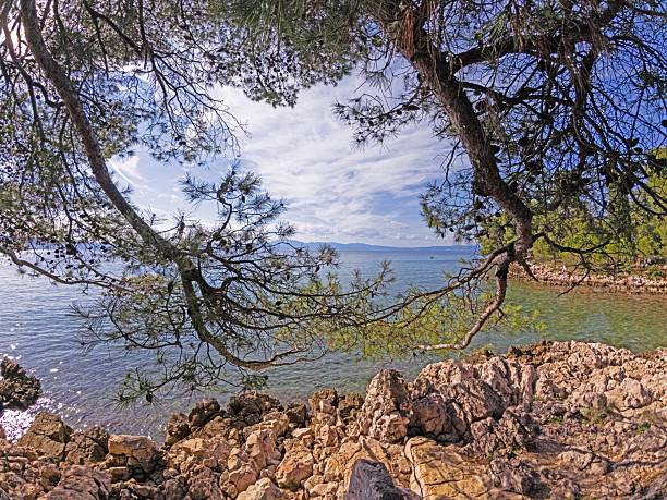 A body of water surrounded by dense trees in a forest setting at Krapanj, Šibenik, Croatia