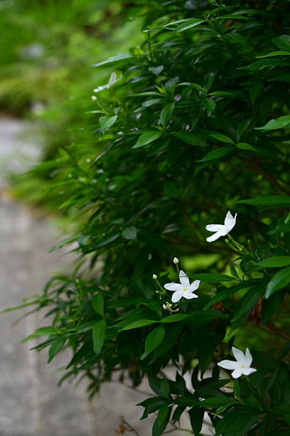 istock Dense Green Shrub with Small White Five-Petaled Star-Shaped Flowers in Natural Garden Setting 2235557486