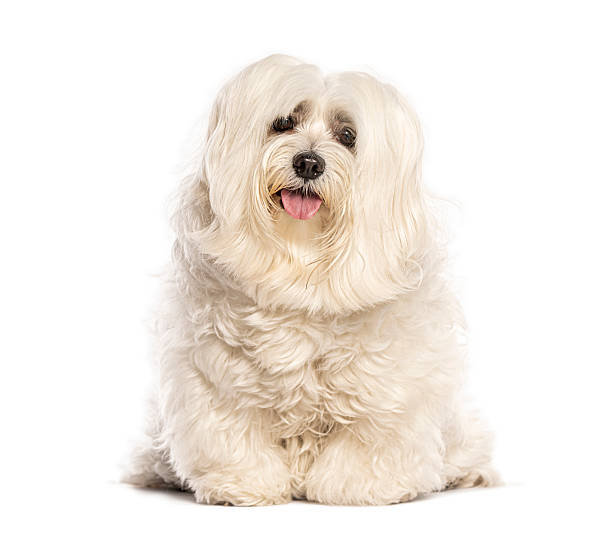 istock Coton de tulear dog sitting and panting on white background 2235557542