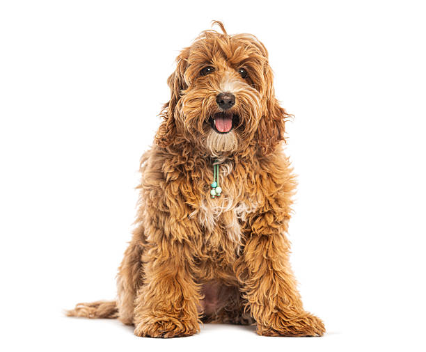 istock Adorable cobberdog puppy sitting and panting on white background 2235557608