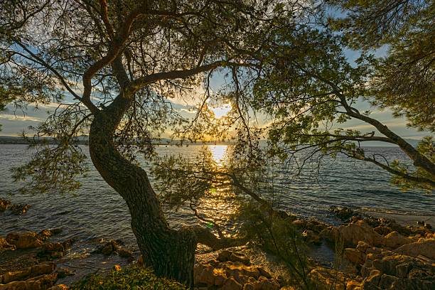 Golden evening sun over rocky coast with pine trees on the island of Krk Croatia