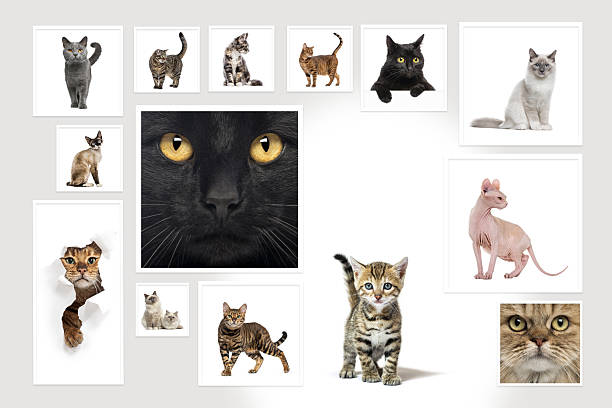istock Collage of various cat breeds showcasing feline diversity 2235557683