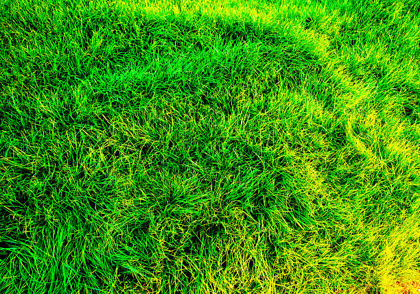 Green grass, lawn background, texture. Lawn grass on sunset background.  Grass, top view close up. Green field in the sun rays close-up. Farm field Space for text, designer pattern.