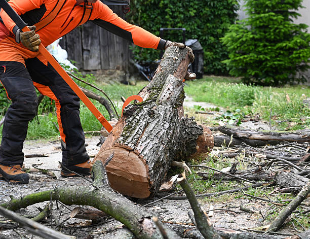 istock Worker in bright orange clothing cuts a large log on the ground surrounded by scattered branches and greenery in a residential yard 2235560028