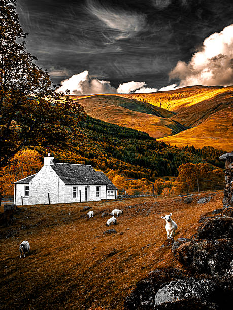Traditional white cottage in Scottish Highlands surrounded by sheep and rolling hills, dramatic clouds enhancing rustic charm and timeless rural atmosphere of the landscape.