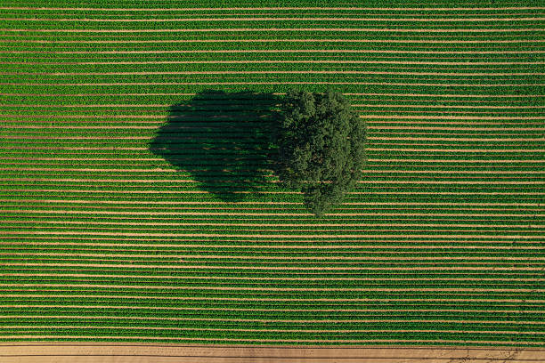 view from above on lonely tree with shadows in a green field and forest in the background