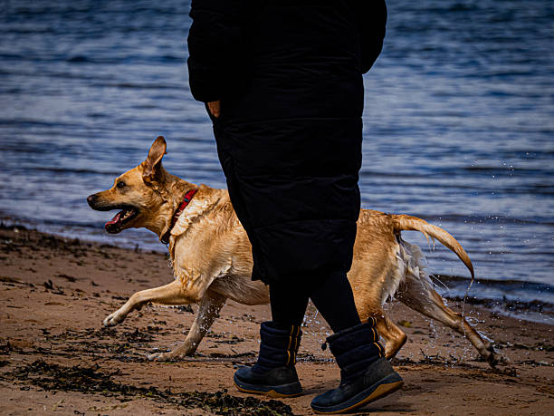 Dog walking beside a person on the beach, playful and energetic, symbolizing companionship and bond between humans and animals in natural outdoor setting by the sea.