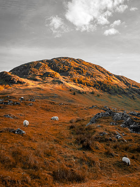 A herd of sheep grazes peacefully on a rocky cliff in the Lofoten Islands, surrounded by lush grassland and a dramatic backdrop of misty mountains and clouds.