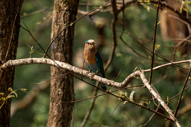 A vibrant Indian roller, with its brilliant blue and chestnut plumage, sits gracefully on a tree branch in Chitwan National Park, Nepal. Known for its dazzling colors and swift flight, this bird is a favorite among birdwatchers and photographers. Its presence highlights the incredible avian diversity of Chitwan, where forests and wetlands provide a sanctuary for countless bird species, making it one of South Asia’s top birdwatching destinations.