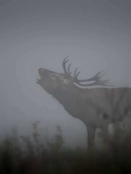 istock A red deer stag roars during the rutting season 2235561809