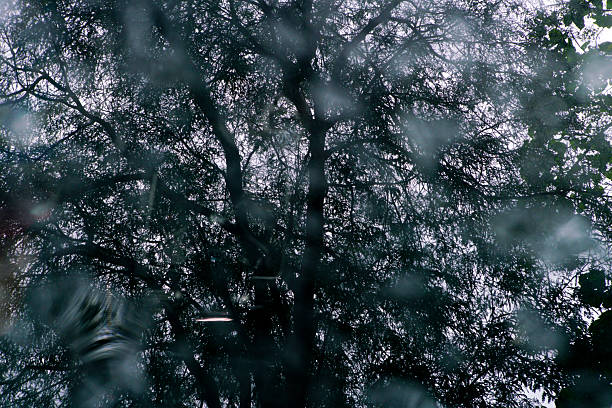 A mesmerizing reflection captures a tree's silhouette through a rainy window. The blurred effect creates a moody atmosphere, evoking feelings of tranquility and contemplation.