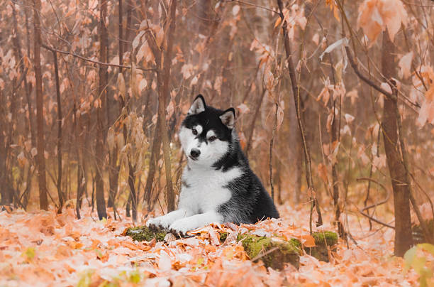 istock Siberian husky lying autumn leaves forest ground, black white fur, head tilted, erect ears, fluffy coat. 2235563601