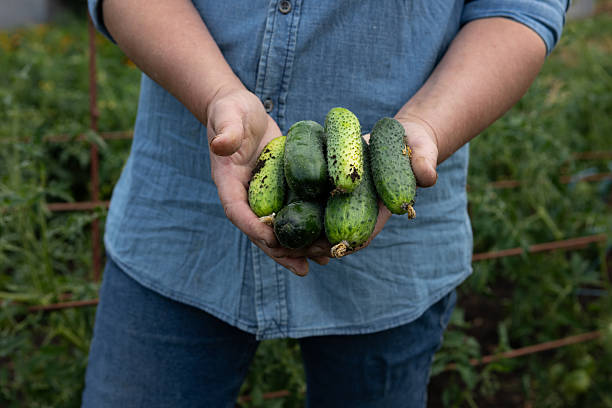 istock Bunch of fresh cucumbers in hands vegetables garden 2235564566
