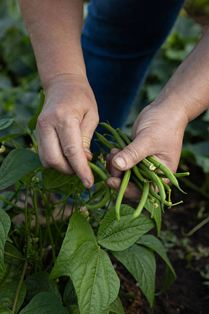 istock Hands harvesting green beans in open ground organic garden 2235564676