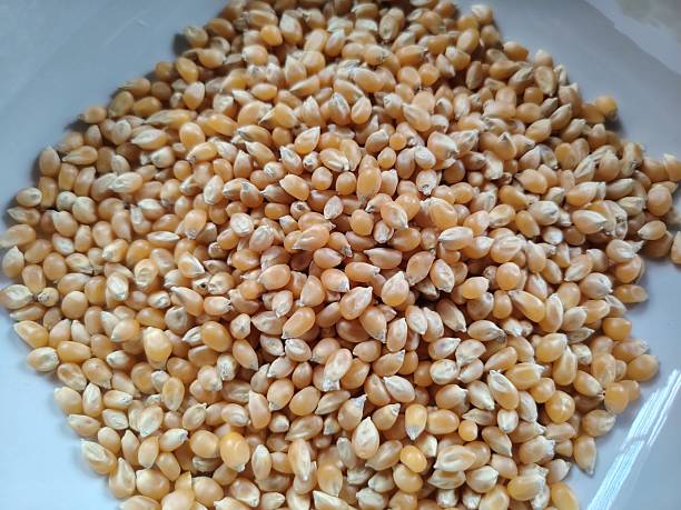 istock Uncooked Popcorn for a Movie Night 2235564979