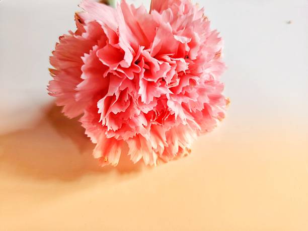 A stunning, detailed close-up of a vibrant pink chrysanthemum flower. The image highlights the intricate arrangement of delicate petals, showcasing the rich texture and soft, yet striking, hues of the bloom. Perfect for projects related to floral design, gardening, beauty, or celebration, this photo captures the elegance and simple beauty of a classic flower. The focus is sharp on the intricate detail, making it ideal for backgrounds, greeting cards, or decorative prints