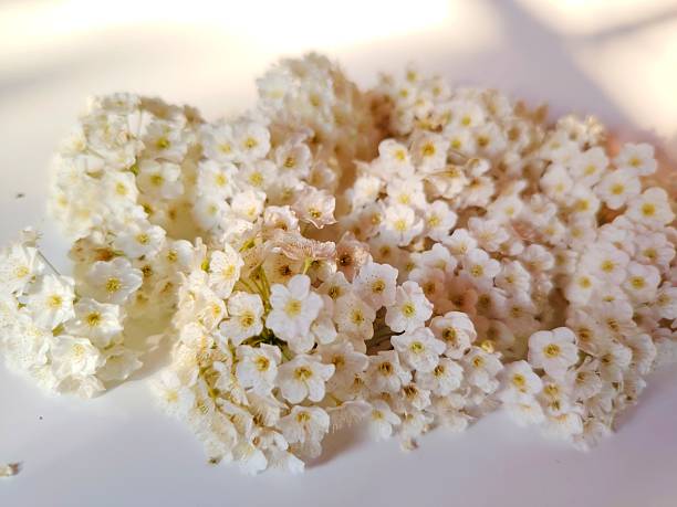 A macro photograph of a Queen Anne's lace (Daucus carota) flower, showcasing its intricate, lace-like structure. The image highlights the many tiny, white florets that form a flat-topped cluster, with a single, often reddish-purple floret at the center. This is a perfect image for nature, botany, and herbal medicine themes.