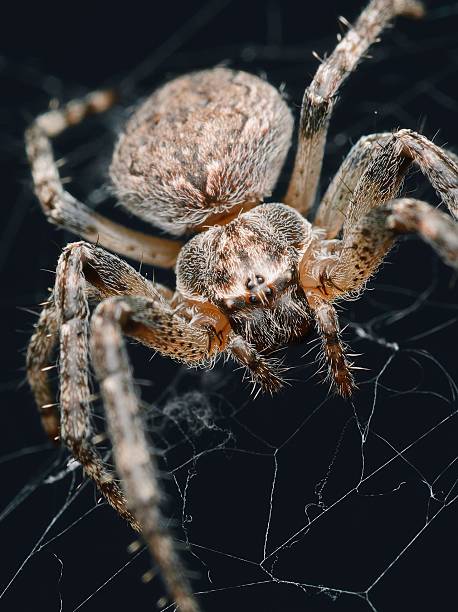 Close-up of a spider on its web with detailed textures and dark background, showcasing nature's intricate designs.