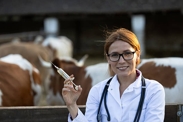 istock Young vet holding syringe in front of cattle pen 2235566820