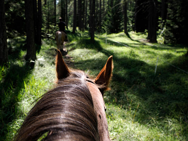 istock riding an horse pov in the forest 2235567034