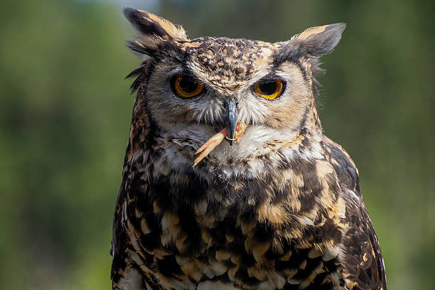 istock owl bird eating a prey close up portrait 2235567133