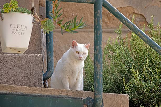 istock White cat sitting on stone stairs in Mediterranean town 2235570143