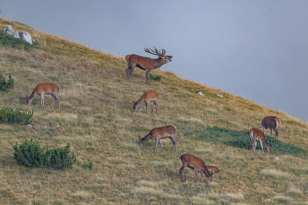 The bellows of the deer resounds on the mountain