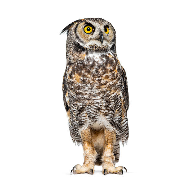 istock Great horned owl standing and looking up on white background 2235572944