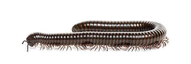 istock Giant african millipede crawling on white background 2235573011